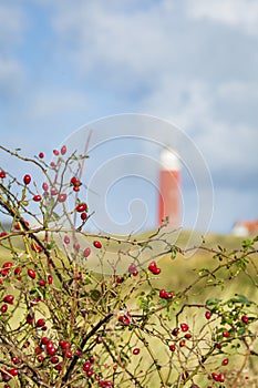 Lighthouse Texel Netherlands photo