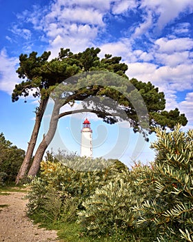 Lighthouse under tree on the island Hiddensee in the Baltic Sea, Germany