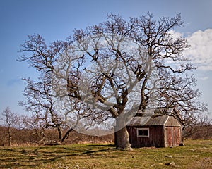 Lighthouse watchers cabin and tree