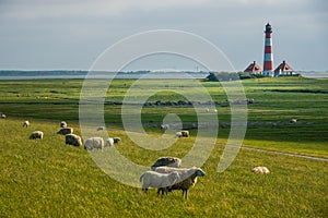 Lighthouse westerhever sheep field Sankt Peter Ording