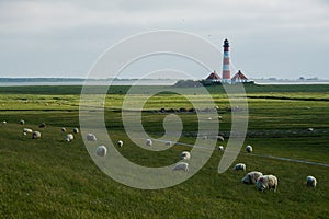 Lighthouse westerhever sheep field Sankt Peter Ording