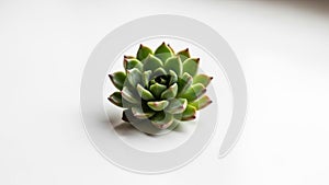 Lighting highlights the leaf details casting a subtle shadow on the