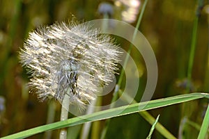 Lightly flown dandelion photo