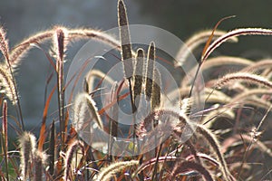 Lightness, wild grass red ears