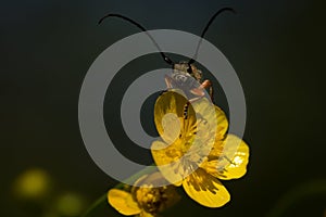 Lightning Bug