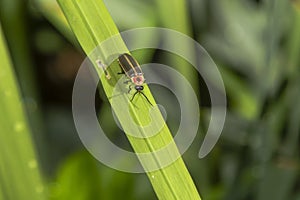 Lightning Bug on Blade of Grass