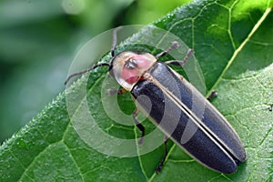 Lightning Bug Firefly resting on leaf