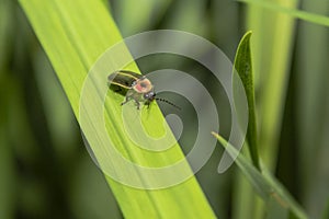 Lightning Bug