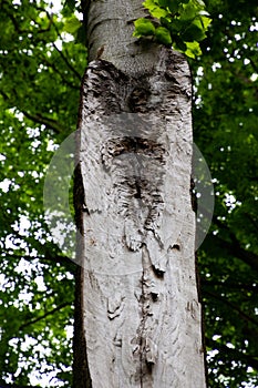 Lightning damage inside a tree trunk