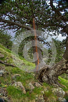 Lightning hit the tree at Smolikas mountain, Greece