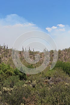 Wildfire, Bighorn, Santa Catalina Mountains, Coronado National Forest, Tucson, Arizona, United States photo