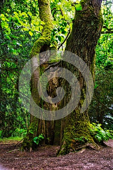 Lightning strikes tree