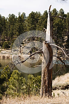 Lightning Struck Pine Tree at Lake