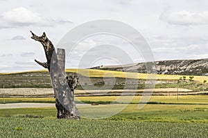 Lightning struck tree
