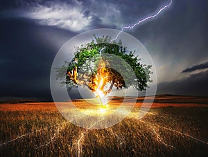 Lightning Tree