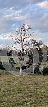 Lightning tree nsw Australia