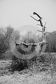 Lightning tree with snow on it