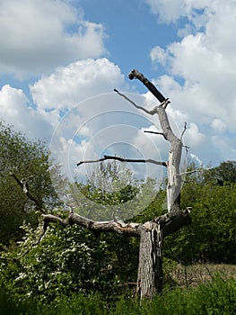 Lightning tree in the sun