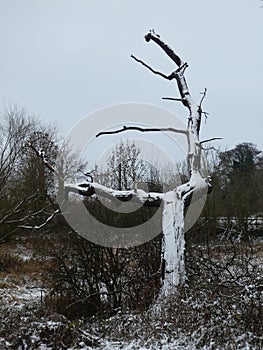 Lightning tree in the sun