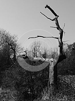 Lightning tree in the sun