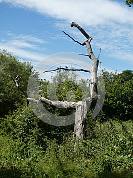 Lightning tree in the sun