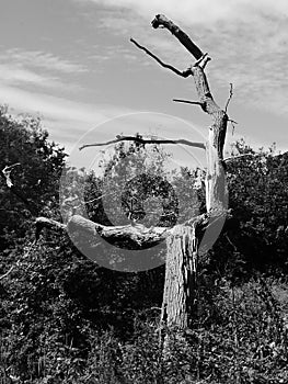 Lightning tree in the sun