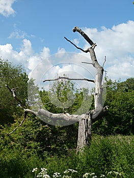 Lightning tree in the sun