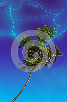 Lightning vine trapping a tree in late afternoon