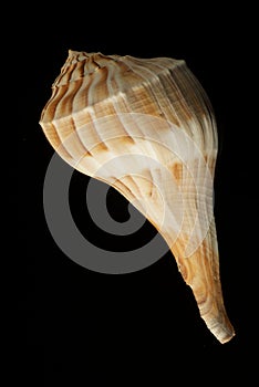 Lightning Whelk
