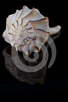 Lightning Whelk