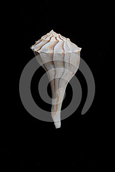 Lightning Whelk