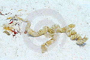 Lightning Whelk egg casing photo