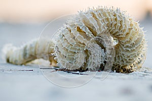 Lightning Whelk Egg Casing