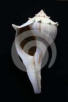 Lightning whelk with operculum photo