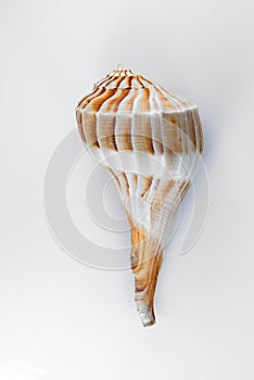 Lightning Whelk Shell