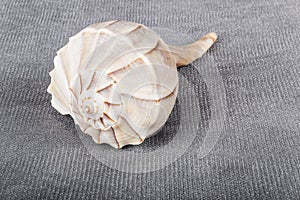 Lightning Whelk Shell
