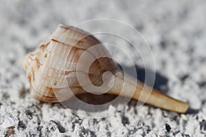 Lightning whelk shell, Sinistrofulgur perversum, found on a beach