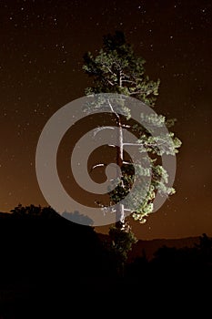 Lightpainted Tree in the Forest at Night