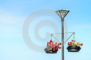 Lightpole with hanging flower pots