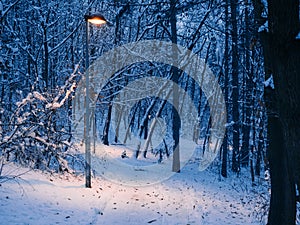 Lightpost in the small forest - winter