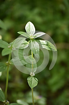 Lightrays on the plant