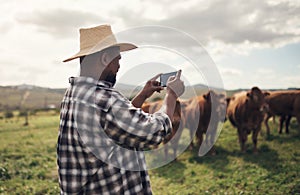 Lights, camera, action. a man using a smartphone to take pictures of cows on a farm.