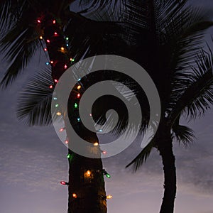 Lights on palm tree.