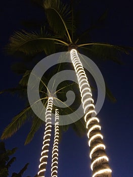 Lights on palm tree trunks