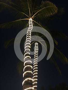 Lights on palm tree trunks