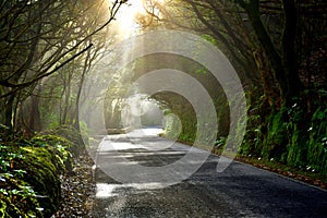 Lights and shadows among the laurisilva