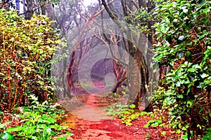 Lights and shadows among the laurisilva