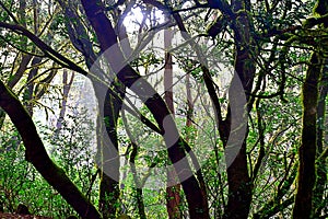 Lights and shadows among the laurisilva photo