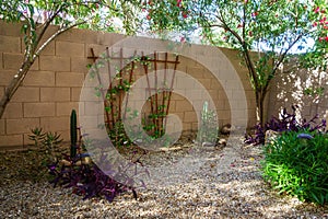 Lights and Shadows of Spring Desert Garden