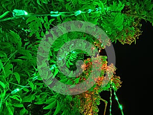 Lights surrounding the tree creates a beauty